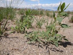 Chenopodium leptophyllum.jpg