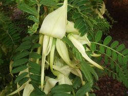 Clianthus puniceus2.jpg