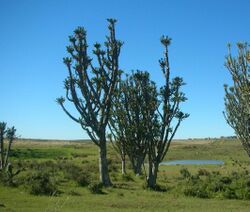 Close to great fish river790.JPG