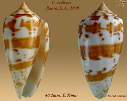 Conus collisus 1.jpg