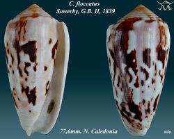Conus floccatus 1.jpg