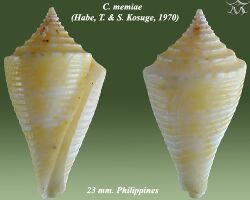 Conus memiae 4.jpg