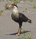 Crested Caracara JCB.jpg