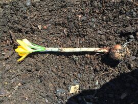 Photograph of whole crocus plant from roots to flower