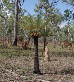 Cycas yorkiana.jpg