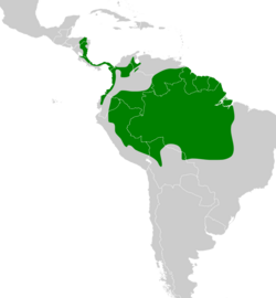 Cymbilaimus lineatus map.svg