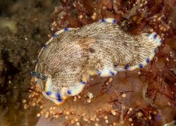 Dermatobranchus-caeruleomaculatus B158397.jpg