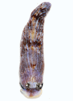 Dermatobranchus earlei (10.11646-zootaxa.4359.1.1) Figure 28 (cropped).png