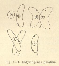 Didymogenes palatina Schmidle.JPG