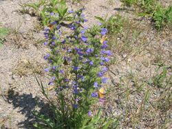 Echium vulgare.JPG