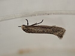 Elachista physalodes 329392127.jpg