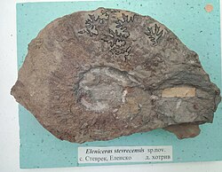 Eleniceras stevrecensis sp. nov., Lower Hauterivian, Stevrek, (Coll. St. Breskovski) at the Sofia University 'St. Kliment Ohridski' Museum of Paleontology and Historical Geology.jpg