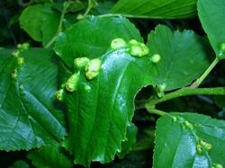 Eriophyes inangulis N on upper surface.JPG