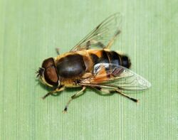 Eristalis March 2010-1.jpg