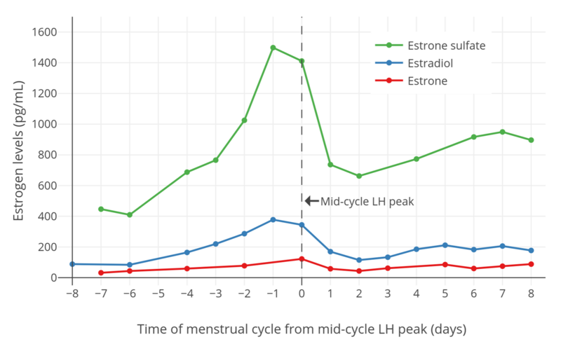 File:Estradiol, estrone, and estrone sulfate levels during the normal human menstrual cycle.png