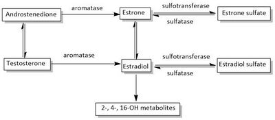 Estrogen biosynthetic pathway.