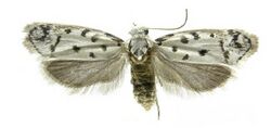 Ethmia helenmillerae.jpg