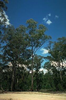 Eucalyptus angophoroides habit.jpg