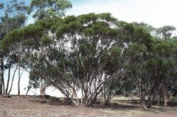 Eucalyptus arachnaea (habit).jpg