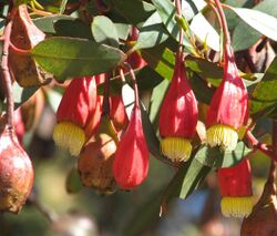 Eucalyptus forrestiana.jpg