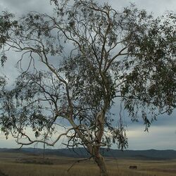 Eucalyptus lacrimans.jpg