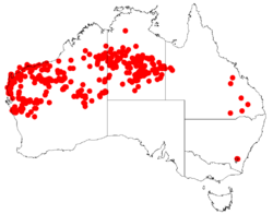 EucalyptusvictrixDistributionMap.png