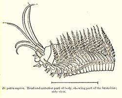FMIB 52594 Diopatra cuprea Head and anterior part of body, showing part of the branchiae; side view.jpg