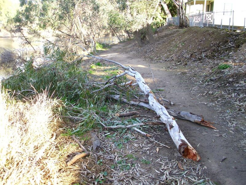 File:Fallen Eucalyptus camaldulensis limbs (1).jpg