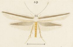 Fig 10 MA I437894 TePapa Plate-XXXIII-The-butterflies full (cropped).jpg