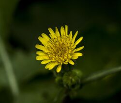 Flower of Sonchus oleraceus.jpg