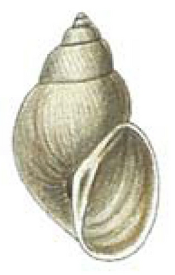 Galba schirazensis shell 2.png