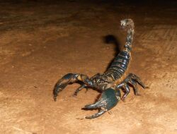Giant forest scorpion.JPG