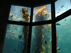 Giant kelp (Macrocystis pyrifera) 01.jpg