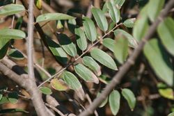 Grewia bicolor 1zz.jpg