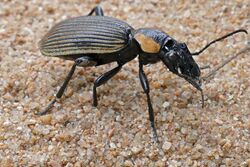 Ground Beetle (Anthia burchelli) female (16235038063).jpg