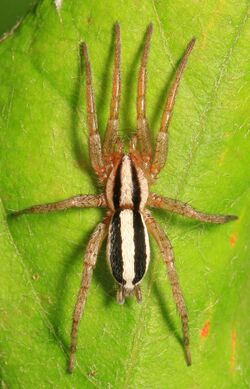 Ground Spider - Cesonia bilineata, Leesylvania State Park, Woodbridge, Virginia.jpg