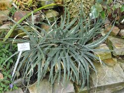 Hechtia podantha - Botanischer Garten München-Nymphenburg - DSC07936.JPG