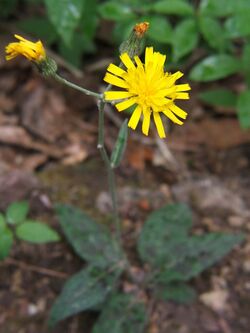 Hieracium maculatum.jpg