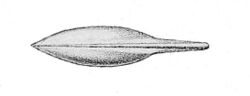 Histioteuthis bonnellii gladius.jpg