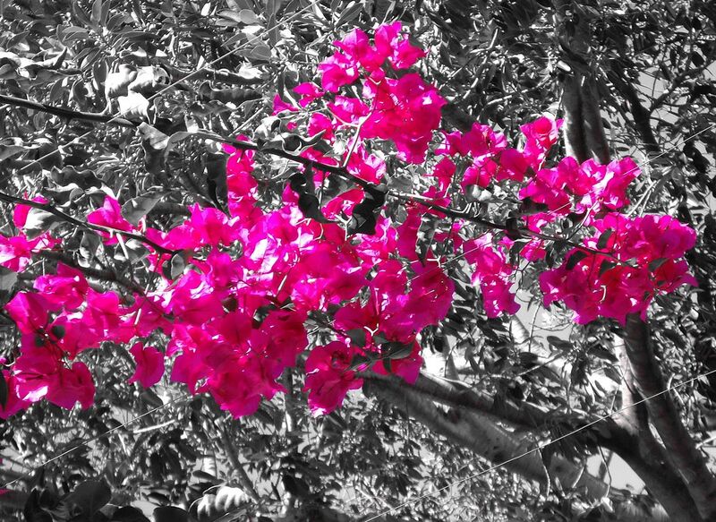 File:Hot pink in nature.jpg