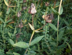 Hypericum olympicum 2016-09-10 4338b.jpg