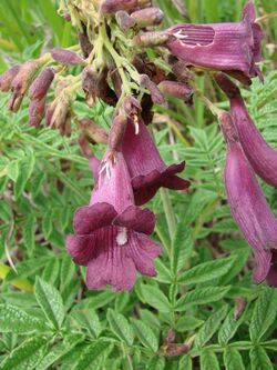 Jacaranda rufa.jpg