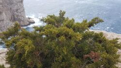 Juniperus phoenicea turbinata.jpg