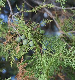Juniperus polycarpos.jpg