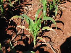 K-deficient maize on Cedara 2 2003-01-13.jpg