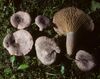 Lactarius purpureoechinatus 73203.jpg