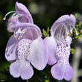 Largeflower false rosemary (Conradina grandiflora) (8224712105).jpg