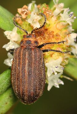 Leaf Beetle - Neolochmaea dilatipennis, Okaloacoochee Slough State Forest, Felda, Florida - 01.jpg