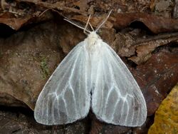 Lepidopalpus hyalina, bosy, Krantzkloof NR, a.jpg