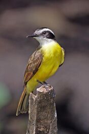 Lesser kiskadee (Pitangus lictor panamense).jpg